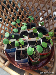 Nasturtium seedlings - Köynnöskrassin taimet