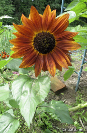 Sunflower - Auringonkukka - Red Sun