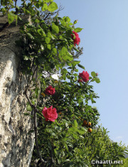 Rose - Ruusu - Garda