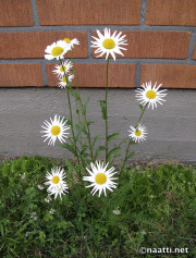 Backyard daisies - Päivänkakkarat pihalla