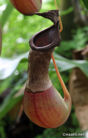 Fanged pitcher-plant - Kannukasvi