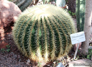 Golden barrel cactus - Kultasiilikaktus eli anopinjakkara