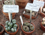 Pebble plants or living stones - Kivikukat eli elävät kivet