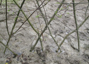Planting willow fence - Pajuaidan istutus