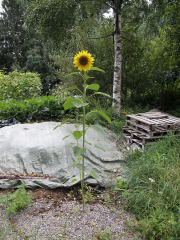 Sunflower by compost heap - Auringonkukka kompostikasan luona