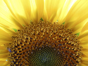 Sunflower - Auringonkukka