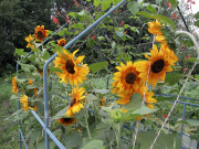 Sunflowers and runner beans - Auringonkukat ja ruusupavut