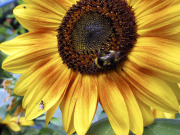 Sunflower and bumblebee - Auringonkukka ja kimalainen