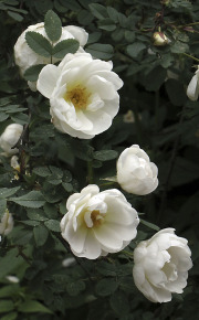 Burnet rose - Juhannusruusu