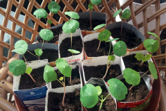 Nasturtium seedlings - Köynnöskrassin taimet