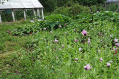 Poppies occupying the garden lot - Unikot valtaavat kasvimaan
