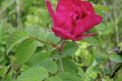 Heirloom rose - Perinneruusu
