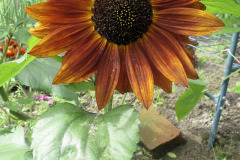 Sunflower - Auringonkukka - Red Sun