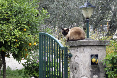 Cat as gatekeeper - Kissa portinvartijana