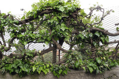Ornamental tree - Koristepuu - Limone sul Garda