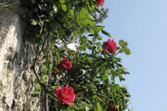 Rose - Ruusu - Garda