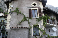Ornamental plants - Koristekasveja - Limone sul Garda