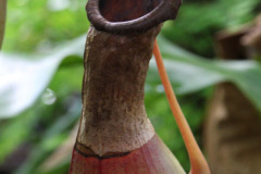 Fanged pitcher-plant - Kannukasvi