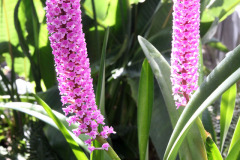 Orchid - Orkidea - Arpophyllum spicatum