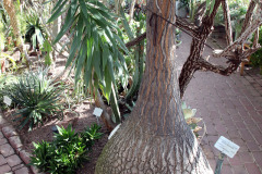 Ponytail palm - Huiskupullojukka
