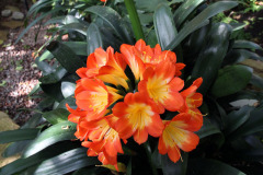 Natal lily or bush lily - Kliivia eli isopunasarja