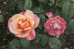 Roses - Ruusut