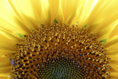 Sunflower - Auringonkukka
