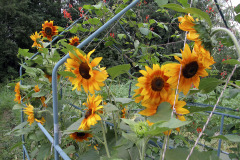 Sunflowers and runner beans - Auringonkukat ja ruusupavut