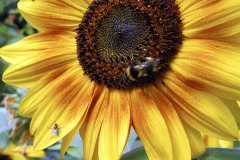 Sunflower and bumblebee - Auringonkukka ja kimalainen