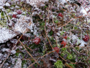 Frosty cranberries on peatland - Huurteiset karpalot suolla