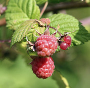 Raspberry - Vadelma