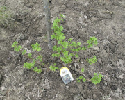 Planting blackcurrant bush - Mustaherukkapensaan istutus