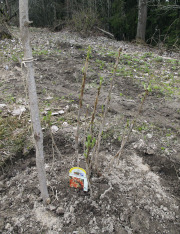 Planting redcurrant bush - Punaherukkapensaan istutus