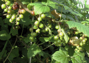 Blackcurrants ripening - Mustaherukat kypsyvät