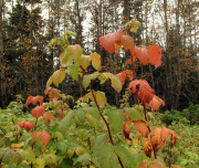 Raspberry bush in fall - Vadelmapensas syksyllä