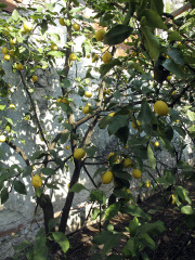 Lemon tree - Sitruunapuu - Garda