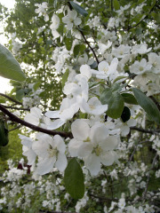 Apple tree in bloom - Omenapuu kukkii