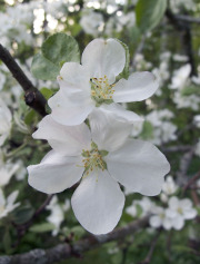 Apple tree in bloom - Omenapuu kukkii