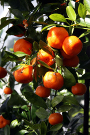 Mandarine tree - Mandariinipuu