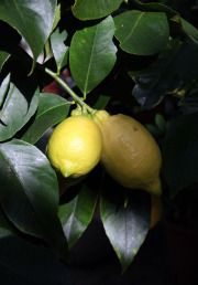 Lemon - Sitruuna