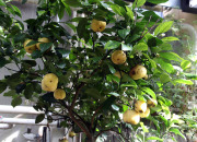 Lime tree - Limettipuu
