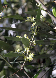 Olive tree in bloom - Oliivipuu kukkii