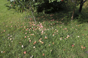 Apple tree shedding extras - Omena varistaa