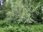 Apple tree in bloom - Omenapuu kukassa