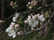 Apple flowers - Omenan kukat
