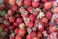 Strawberries - Mansikat