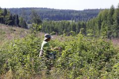 Picking wild raspberries - Vatun poiminta