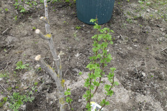 Planting blackcurrant bush - Mustaherukkapensaan istutus