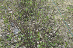 Blackcurrant row in spring - Mustaherukkarivi keväällä