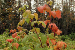 Raspberry bush in fall - Vadelmapensas syksyllä